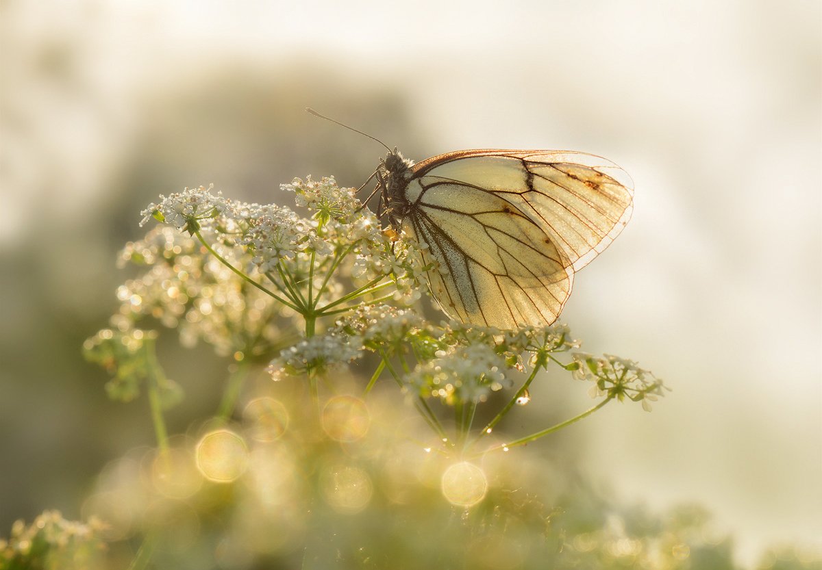 макро, бабочка, белянка, утро, Mashin Rostislav
