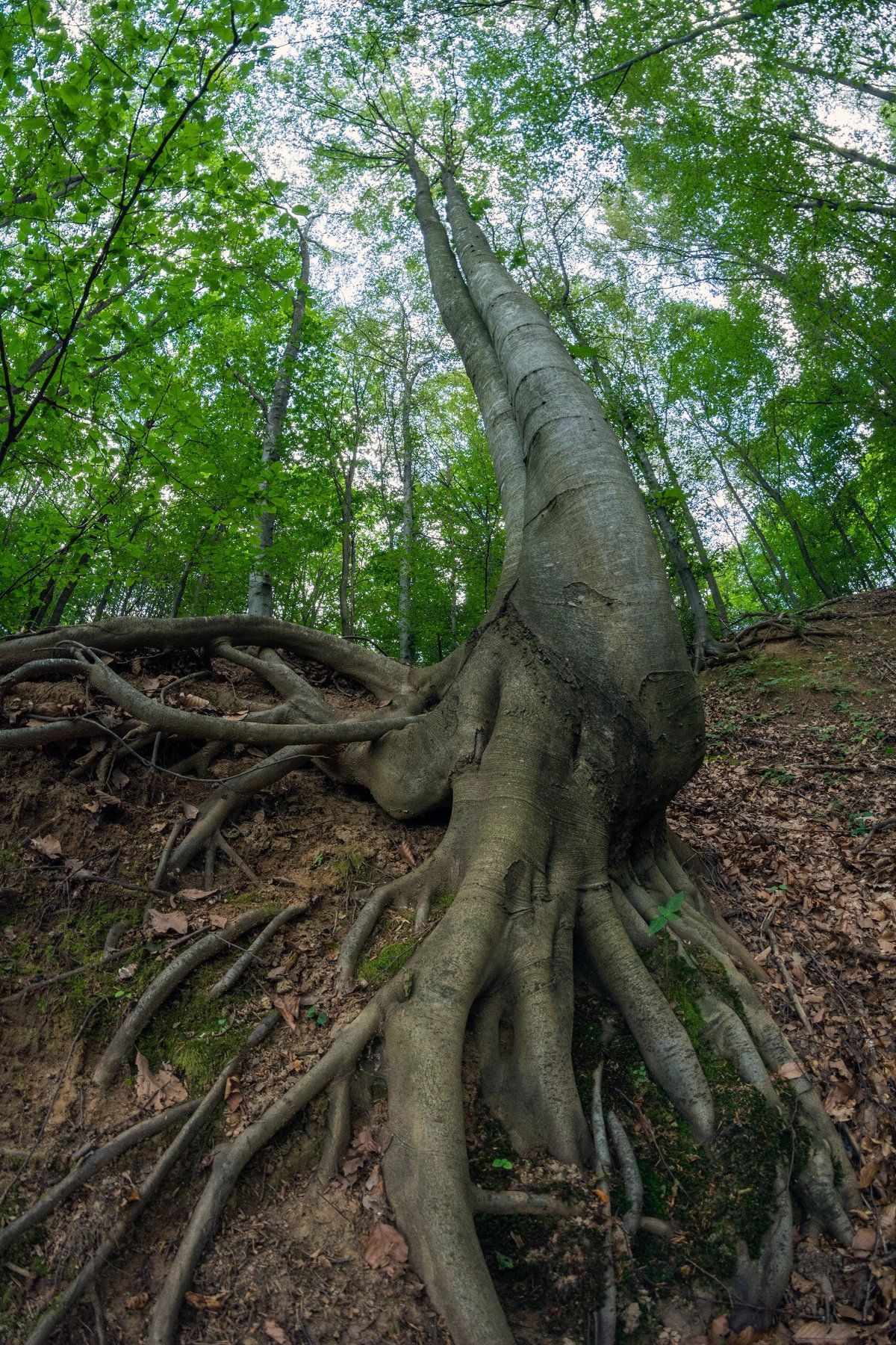 roots, tree, nature, landscape, mountain, fisheye, sky, Иван Димитров