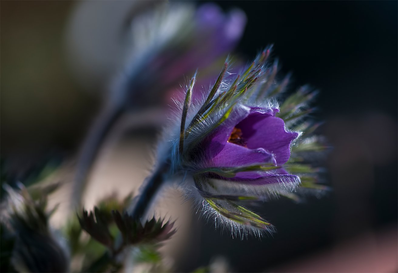springtime,flower,color, Daiva Cirtautė