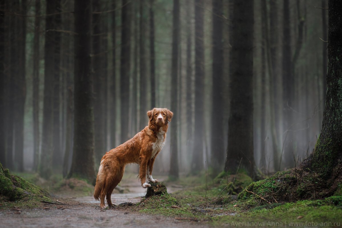 собака, туман, лес, природа, Анна Аверьянова