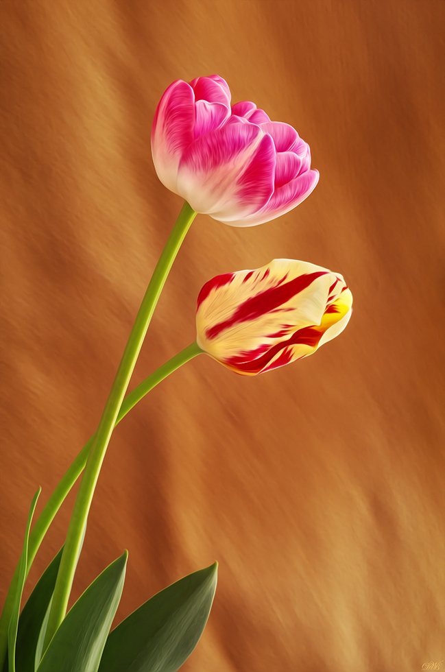 art, beauty, close-up, color, colors, color image, elegance, flower, flowers, green, macro, nature, pink, plant, plants, photography, red, tulipa, tulip, tulips, yellow,, Dr Didi Baev