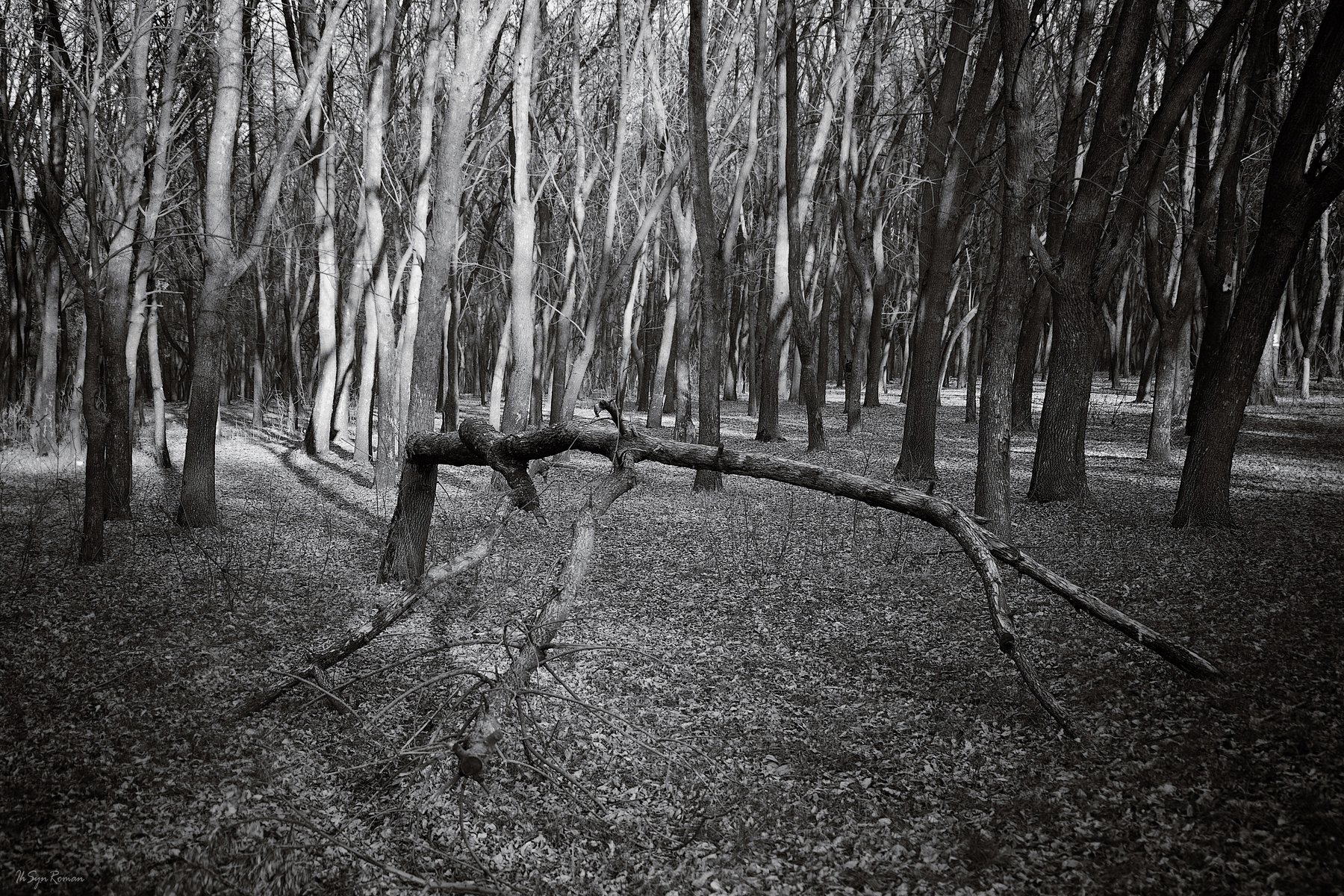 весна,парк,лес,ветки,дерево,сухостой, Roma Krasov ( Chitinskiy )