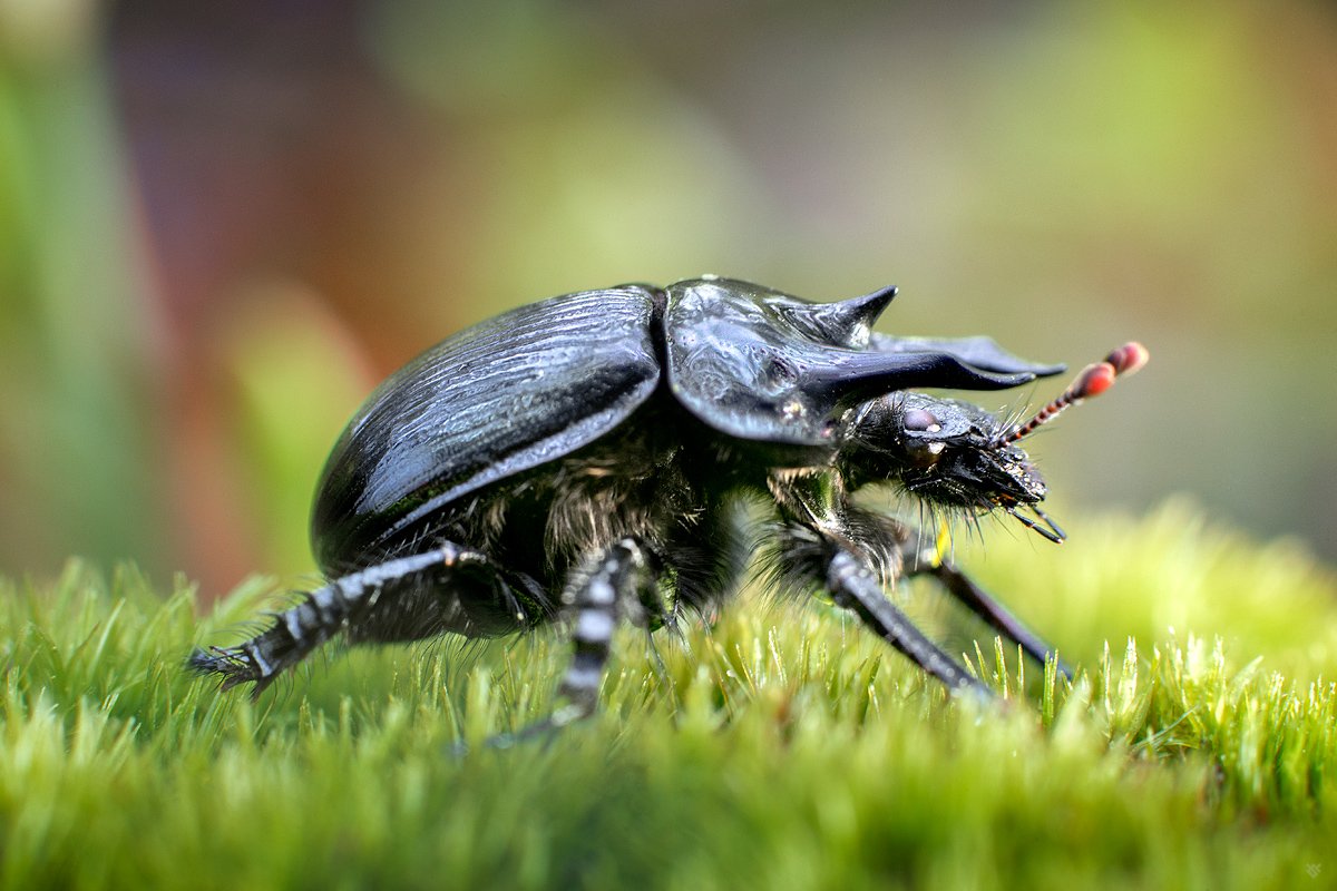 Minotaur beetle, beetle, wildlife, macro, Wojciech Grzanka