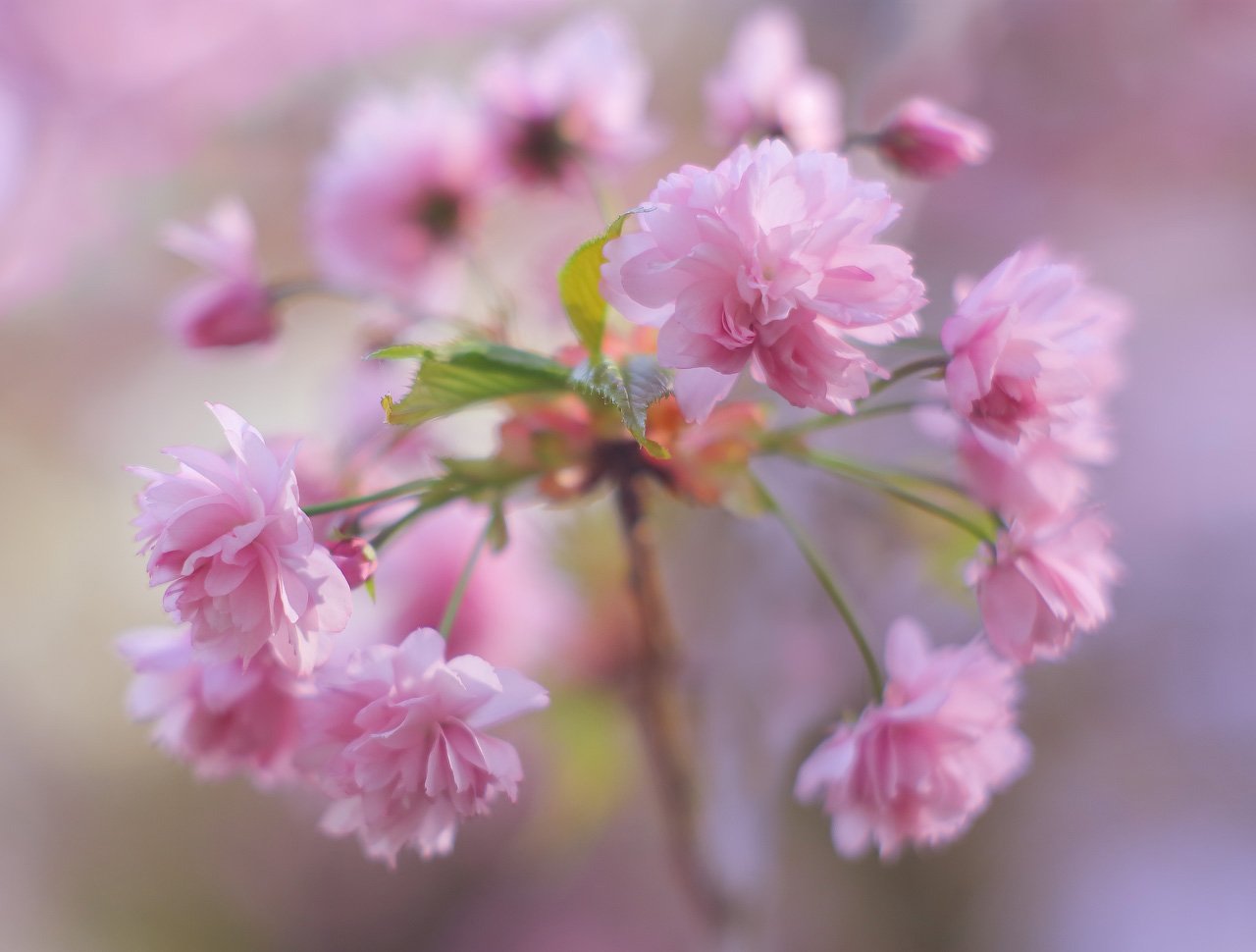 весна, цвет, цветение, Виктор Климкин