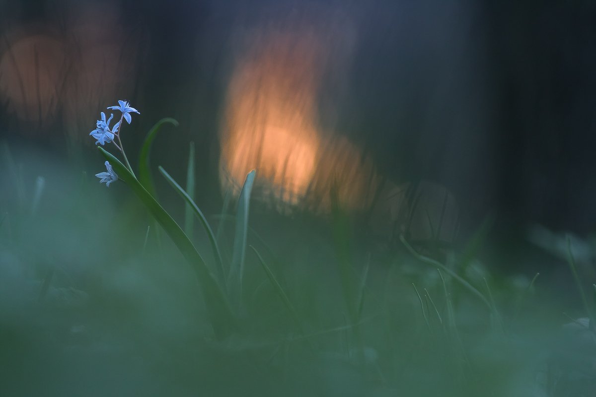 spring, flower, light, Gabriel Prescornita
