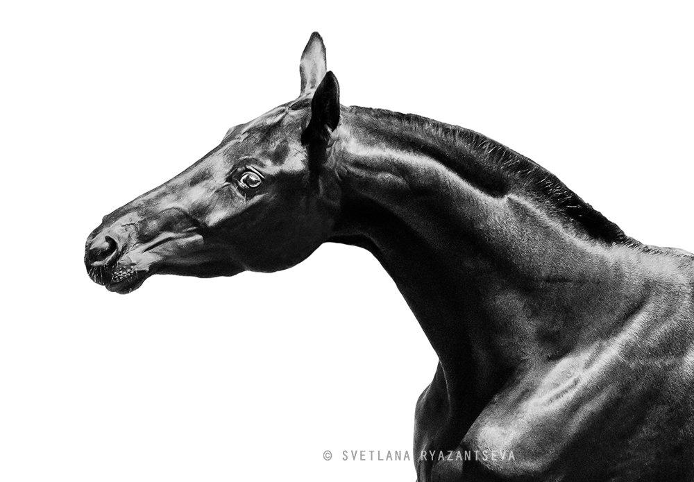 horse, black, isolated, monochrome, head, portrait, лошадь, лошади, монохром, портрет, Svetlana Ryazantseva