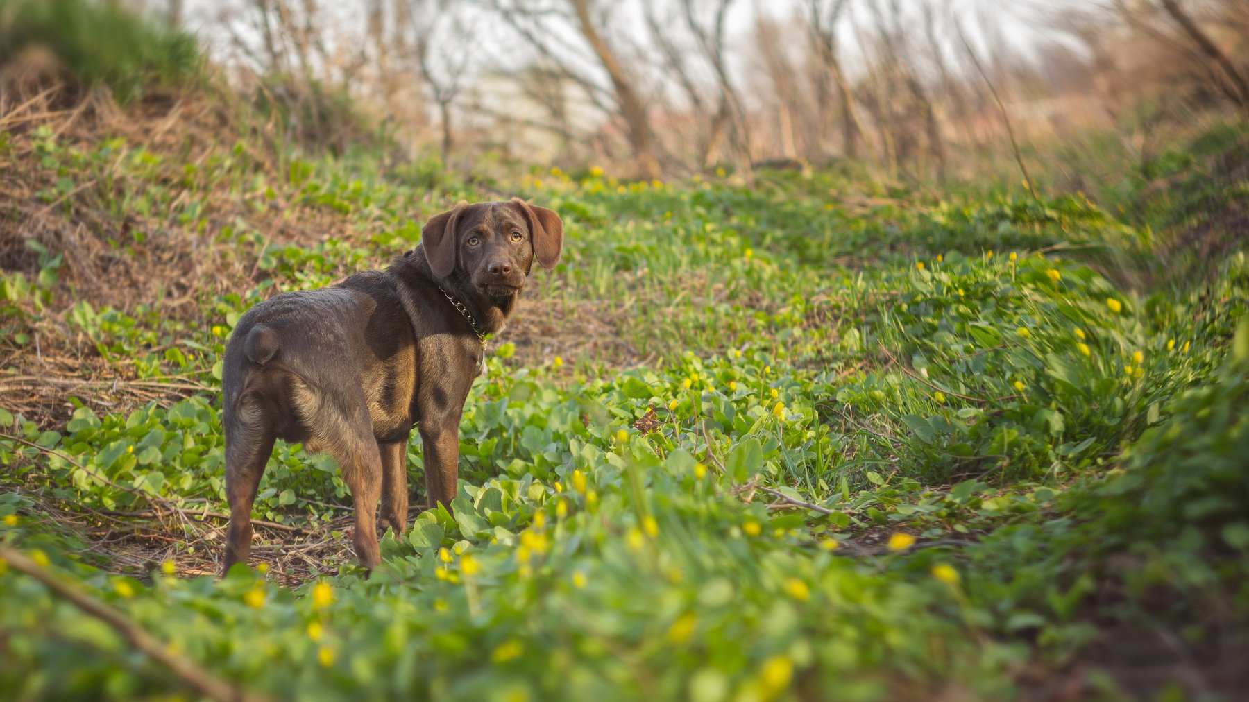 собака, животное, трава, ветки, весна, цветы, Юрий Котов