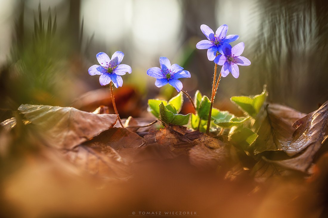 softness, beautiful, colours, spring, forest, light, morning, poland, flowers, plants, Tomasz Wieczorek
