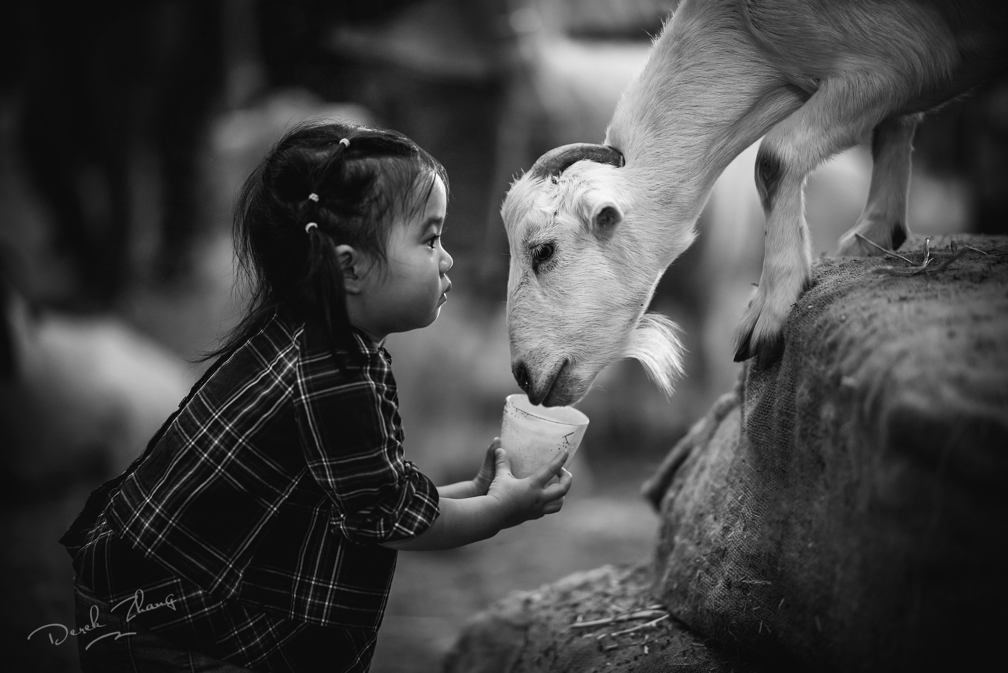 kid, child, girl, farmyard, goat, eyes,, Derek Zhang