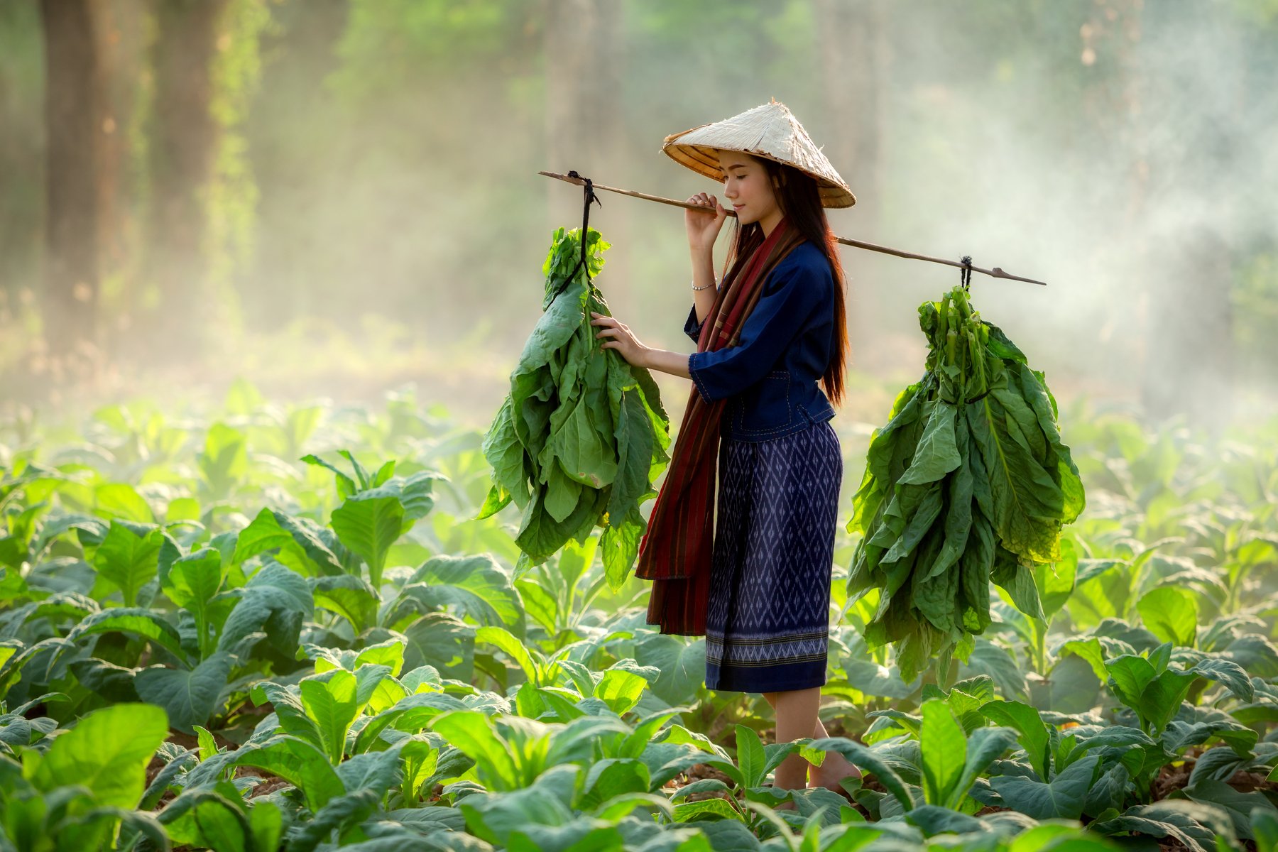 laos,woman,tobacco, SUTIPORN SOMNAM