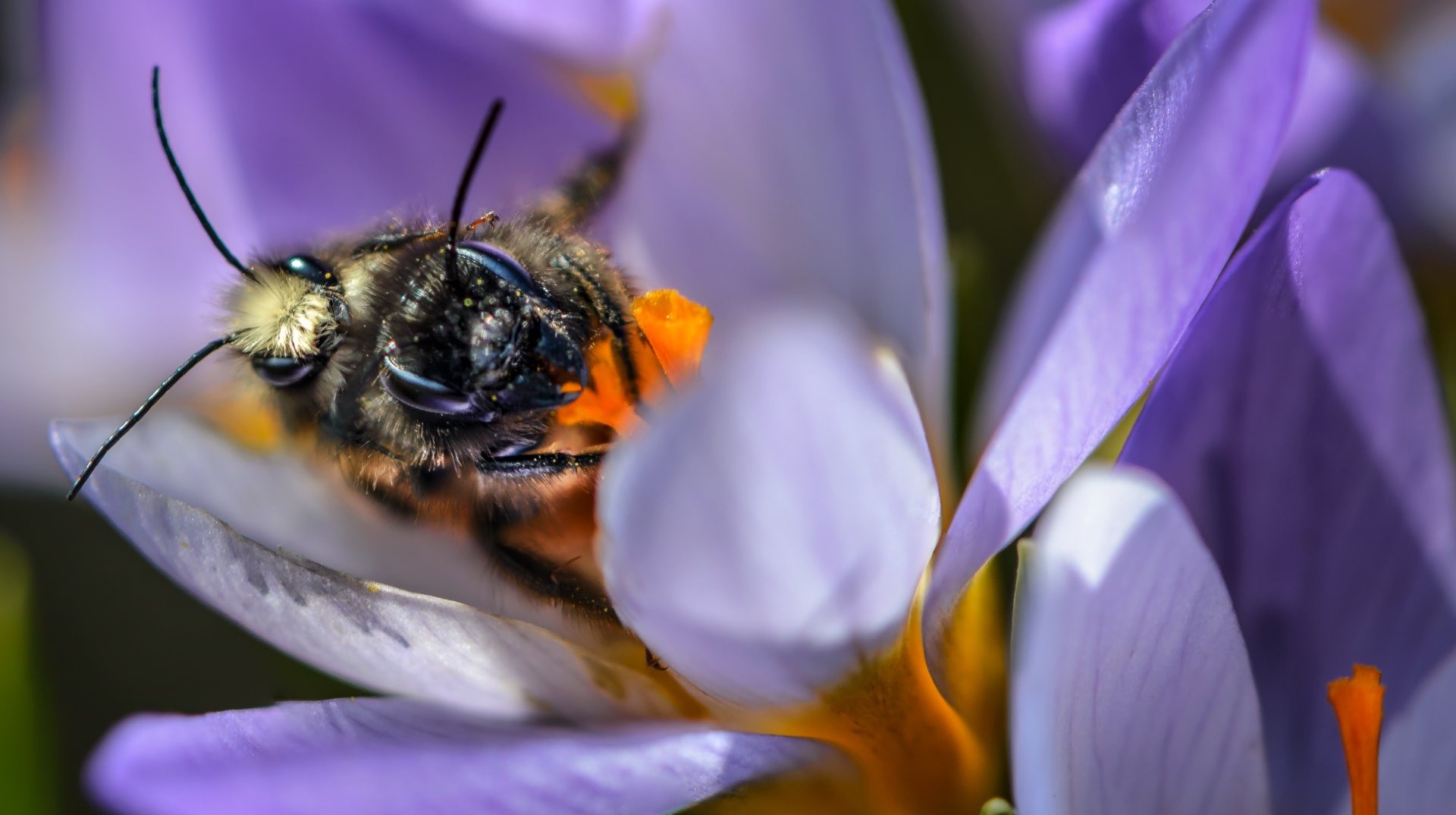 природа, макро, весна, цветы, крокус , насекомые, перепончатокрылые, пчела, макросекс, Неля Рачкова