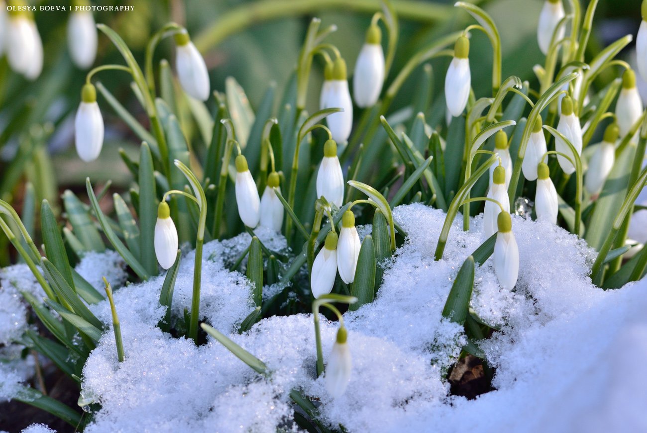 подснежники, весна, цветы, снег, snowdrops, spring, flowers, snow, Олеся Боева