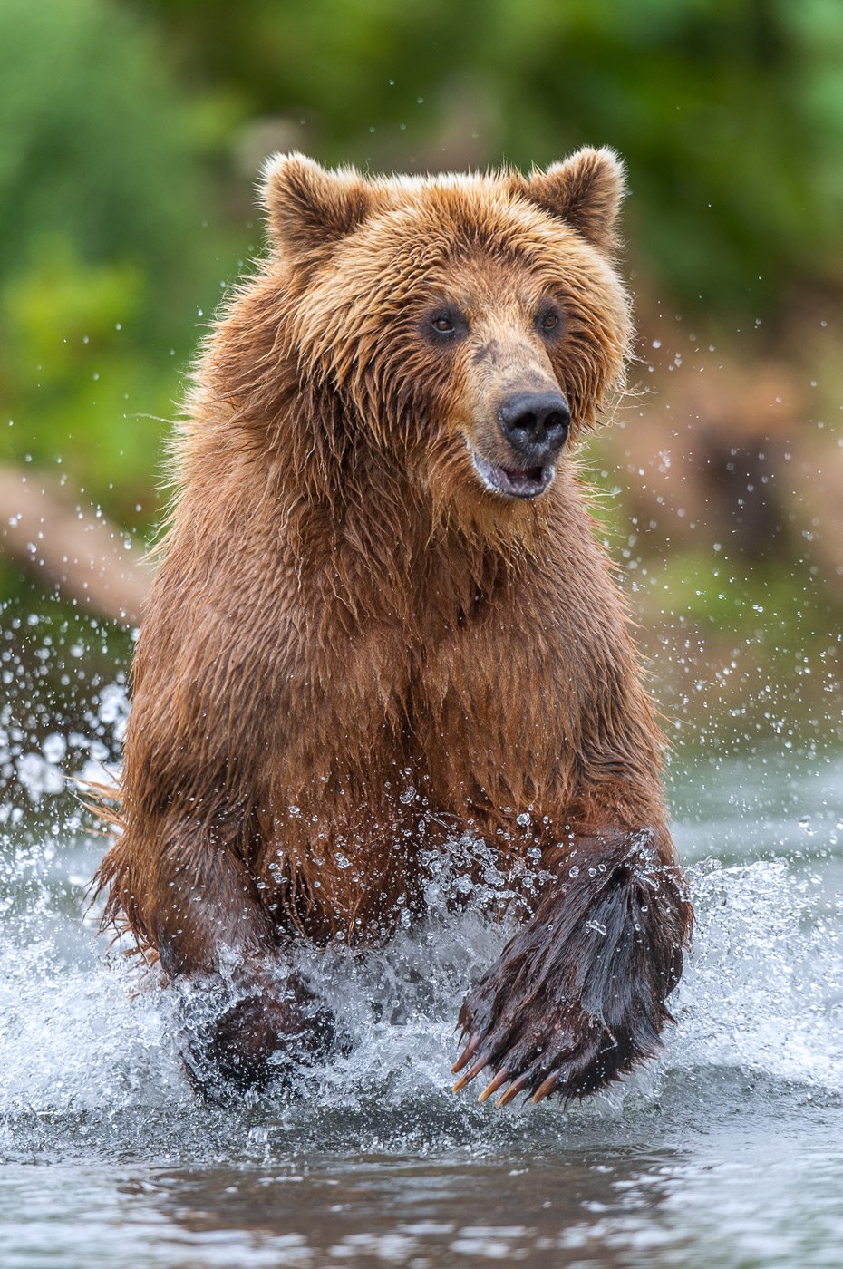 камчатка, бурый медведь, Сергей Иванов