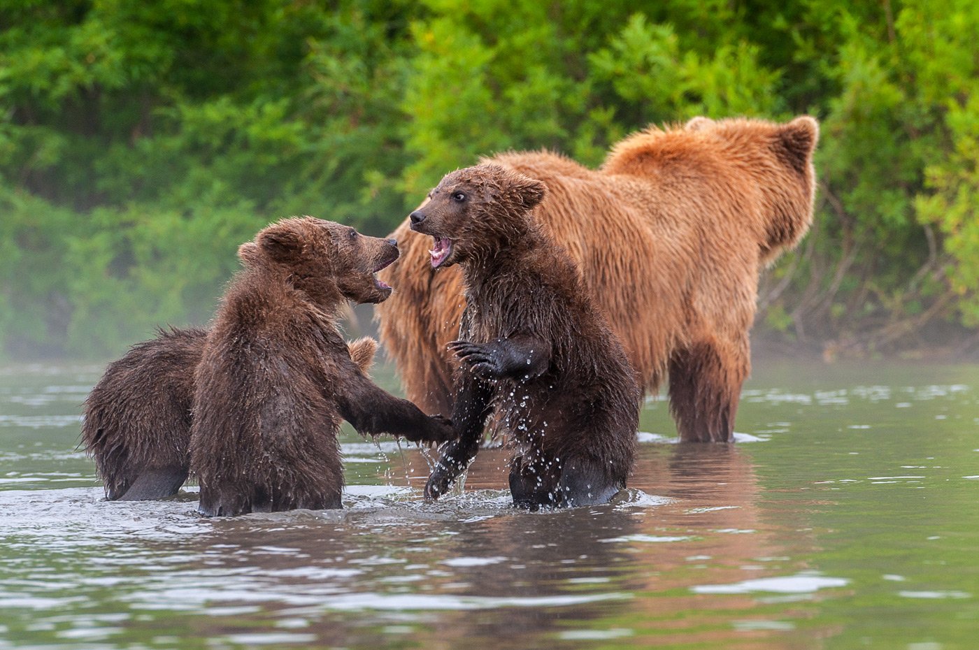 камчатка, бурый медведь, Сергей Иванов