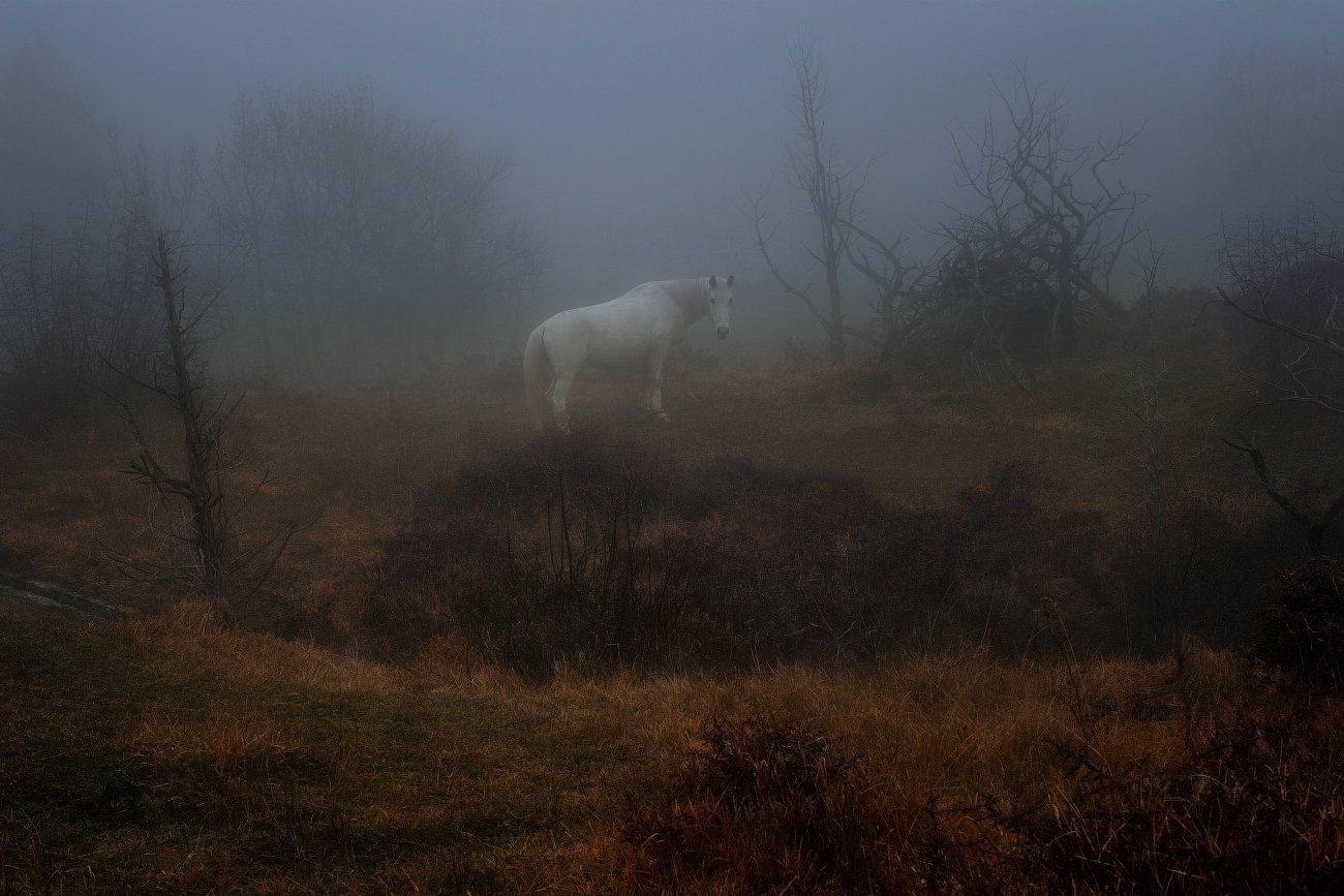 горы, туман, лес, поляна, белая лошадь, Вьюшкин Игорь