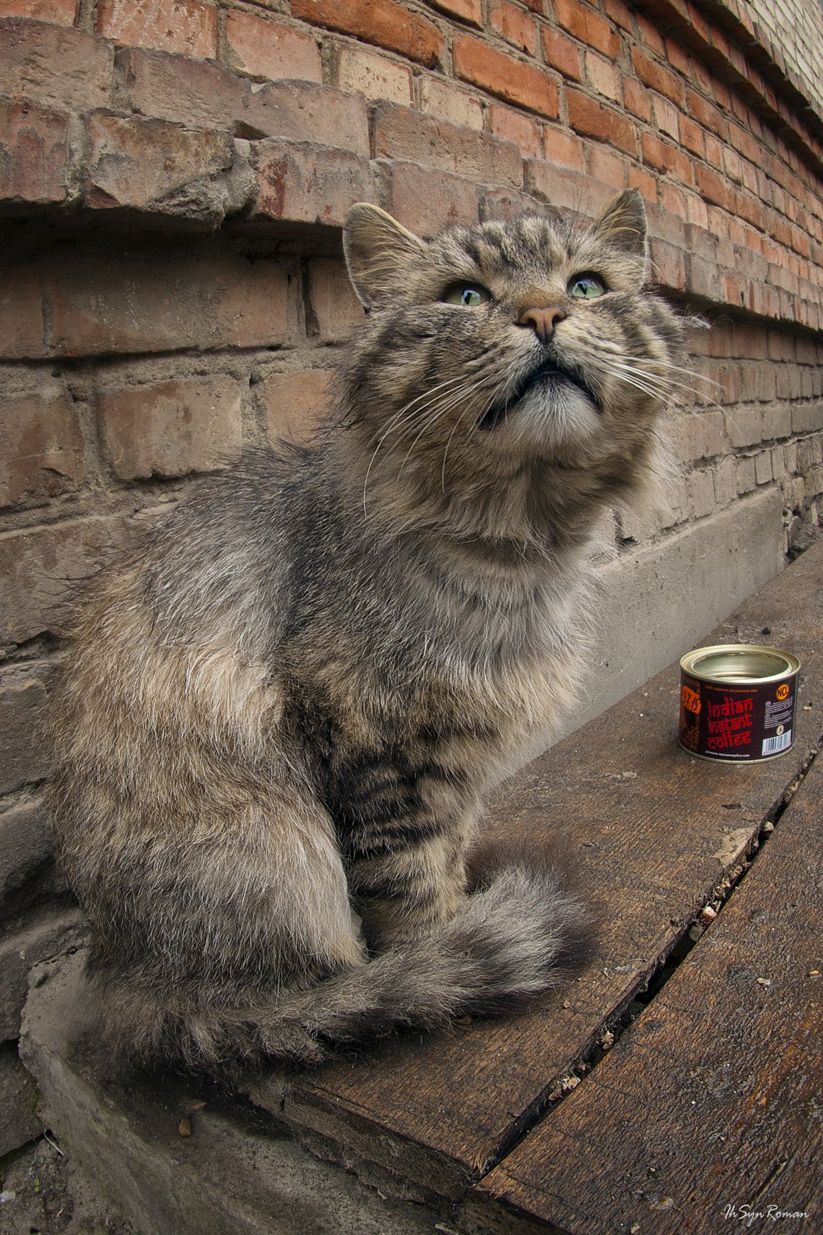 кот, котяра, Roma Krasov ( Chitinskiy )