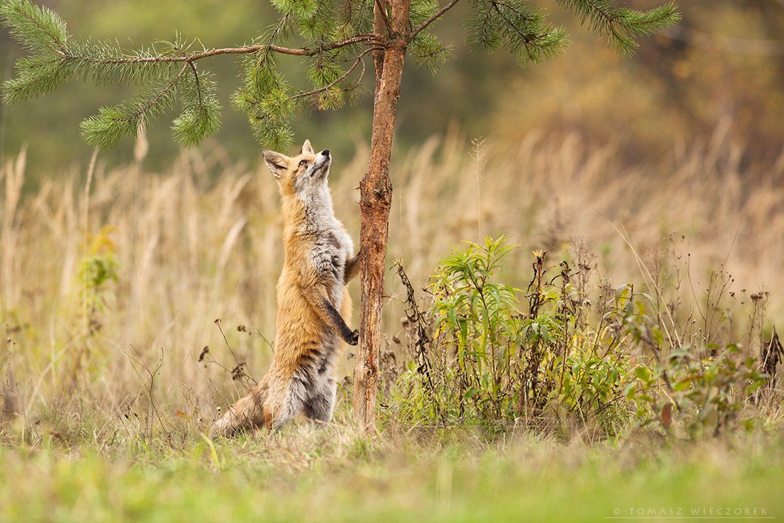 fox, fuchs, red fox, wildlife, hide, climbing, fields, poland, autumn, interest, Tomasz Wieczorek