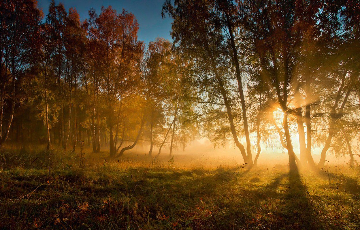 осень, утро, рассвет, туман, свет, деревья, трава, лучи, солнце, Валерий Чичкин