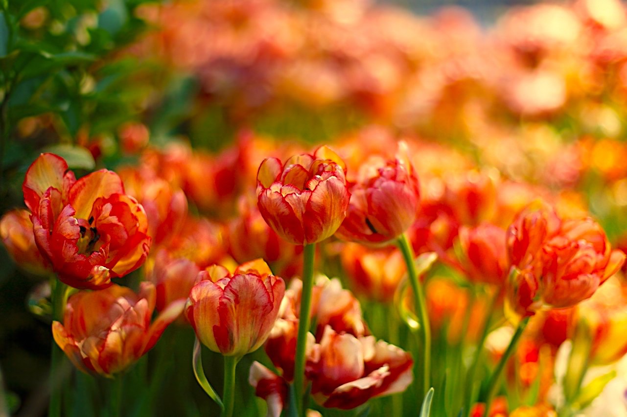 тюльпаны, tulips, цветы, flowers, весна, spring, Julia Kaissa