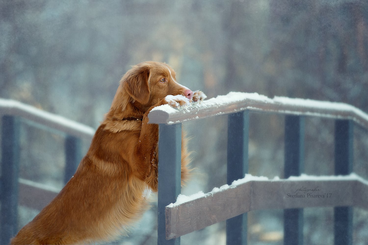 собака, зима, грусть, Светлана Писарева