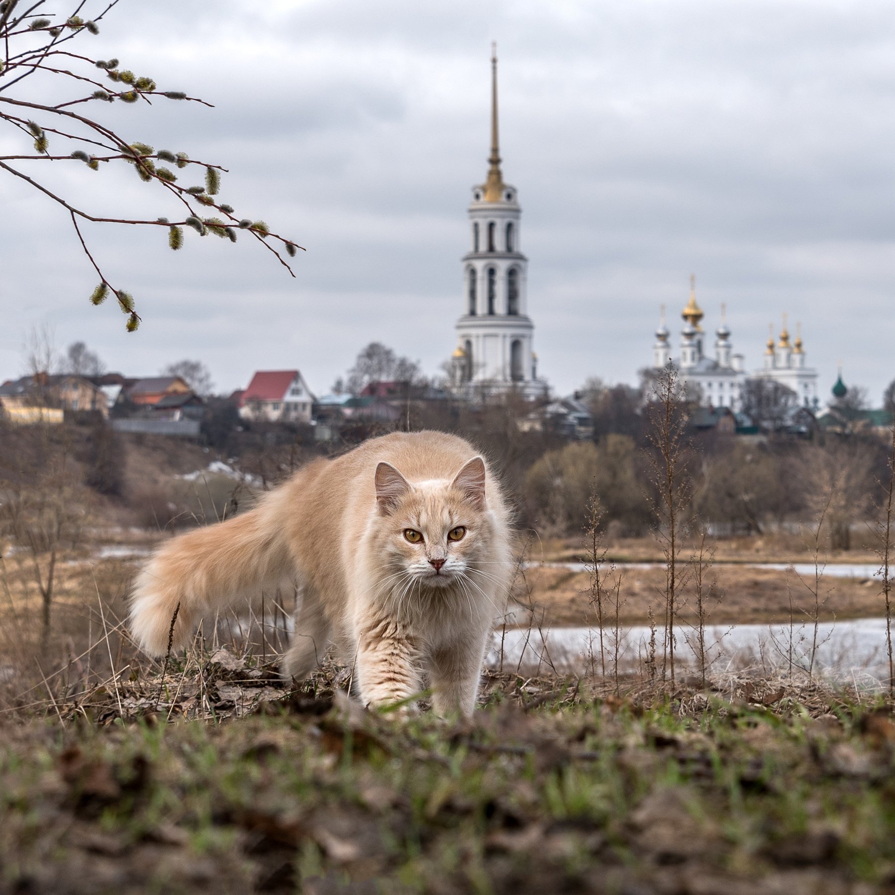 кот кошка шуя колокольня разлив весна, Татьяна Белякова