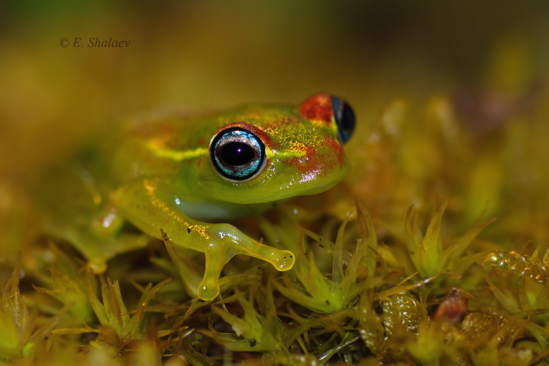 boophis viridis,frog, green bright-eyed frog,амфибии,боофис,веслоног зелёный, веслоног,лягушка, Евгений