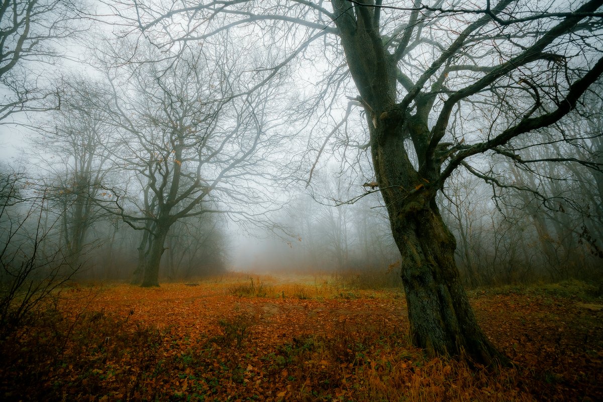 любуж, лес, осень, деревья, туман, Копычко Михаил