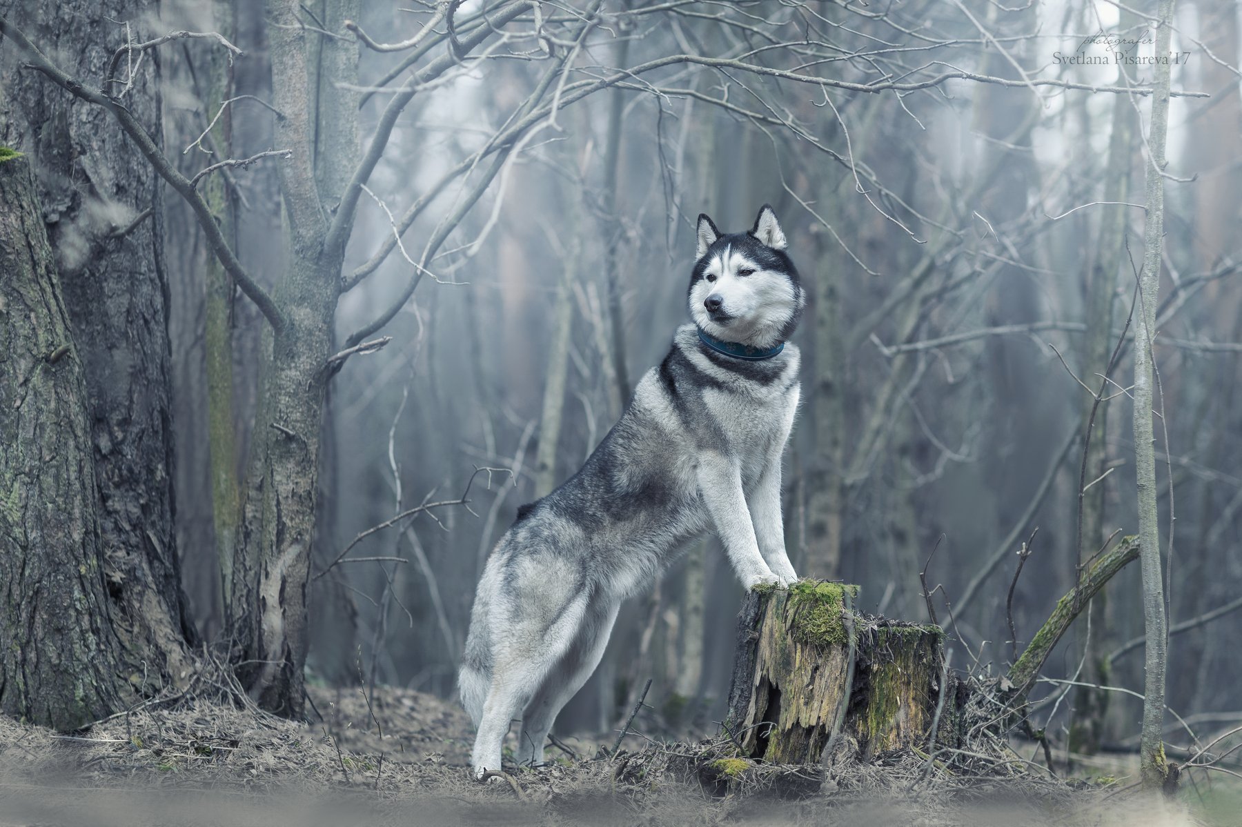 собака, лес, весна, туман, Светлана Писарева