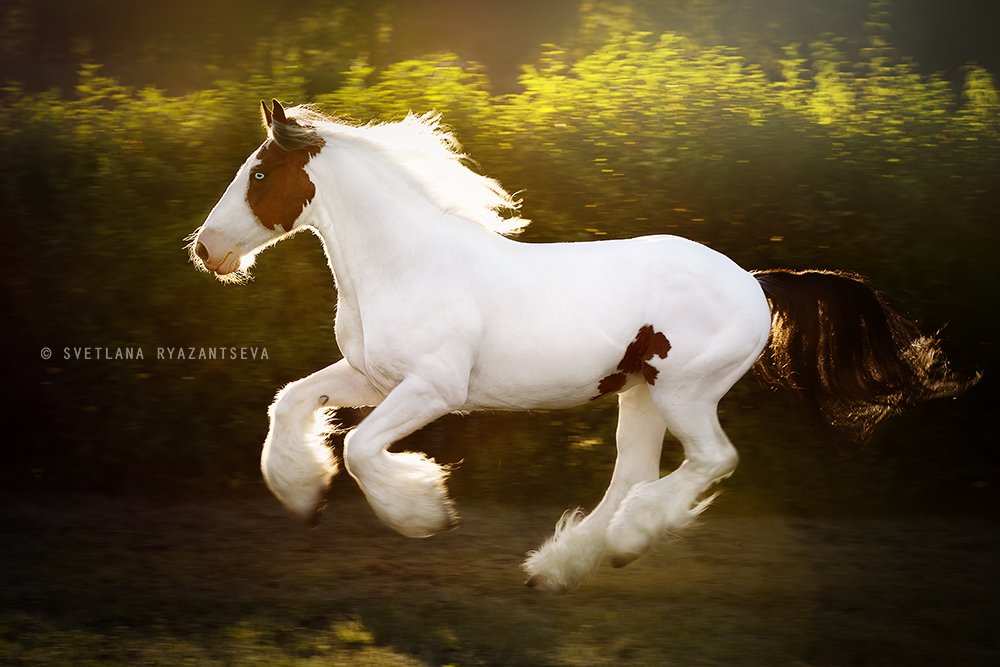 horse, run, gallop, motion, лошадь, лошади, в движении, Svetlana Ryazantseva