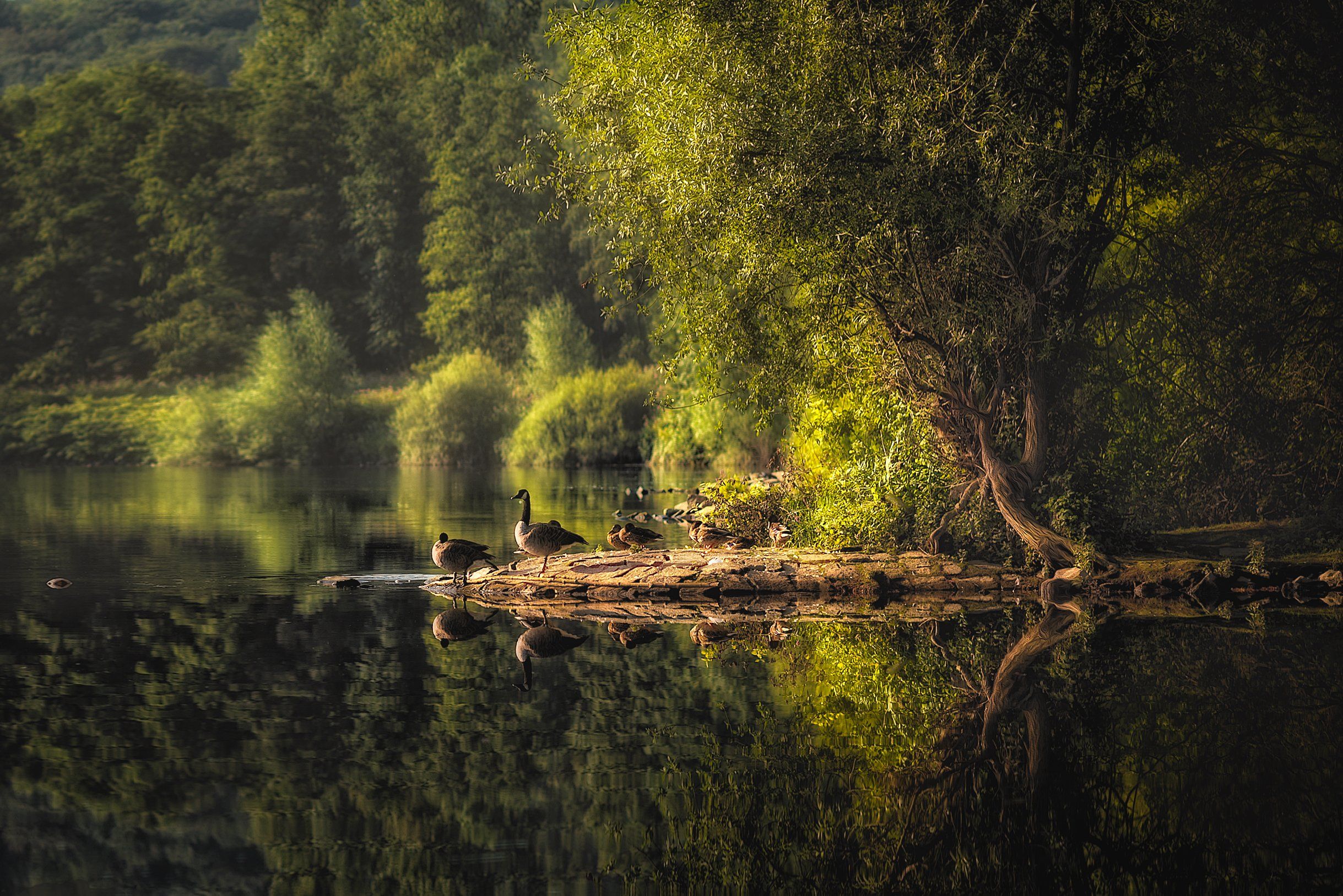 trees, landscape, morning, forest, color, nature, river, light ,tree, beautiful ,peace, ducks, Сергей Нестеров