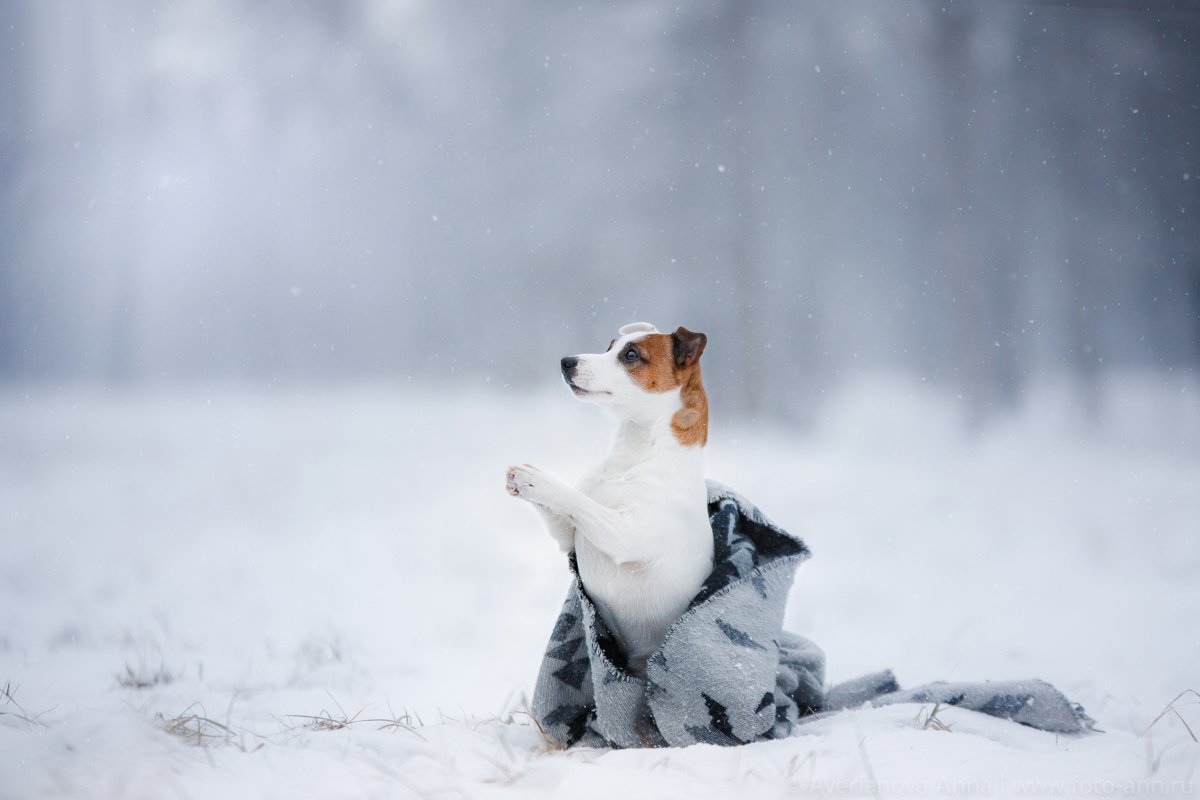 собака, природа, зима, Анна Аверьянова