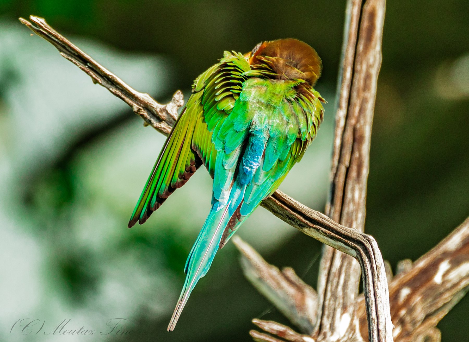 bird birders animal wild_life, Moutaz Fino