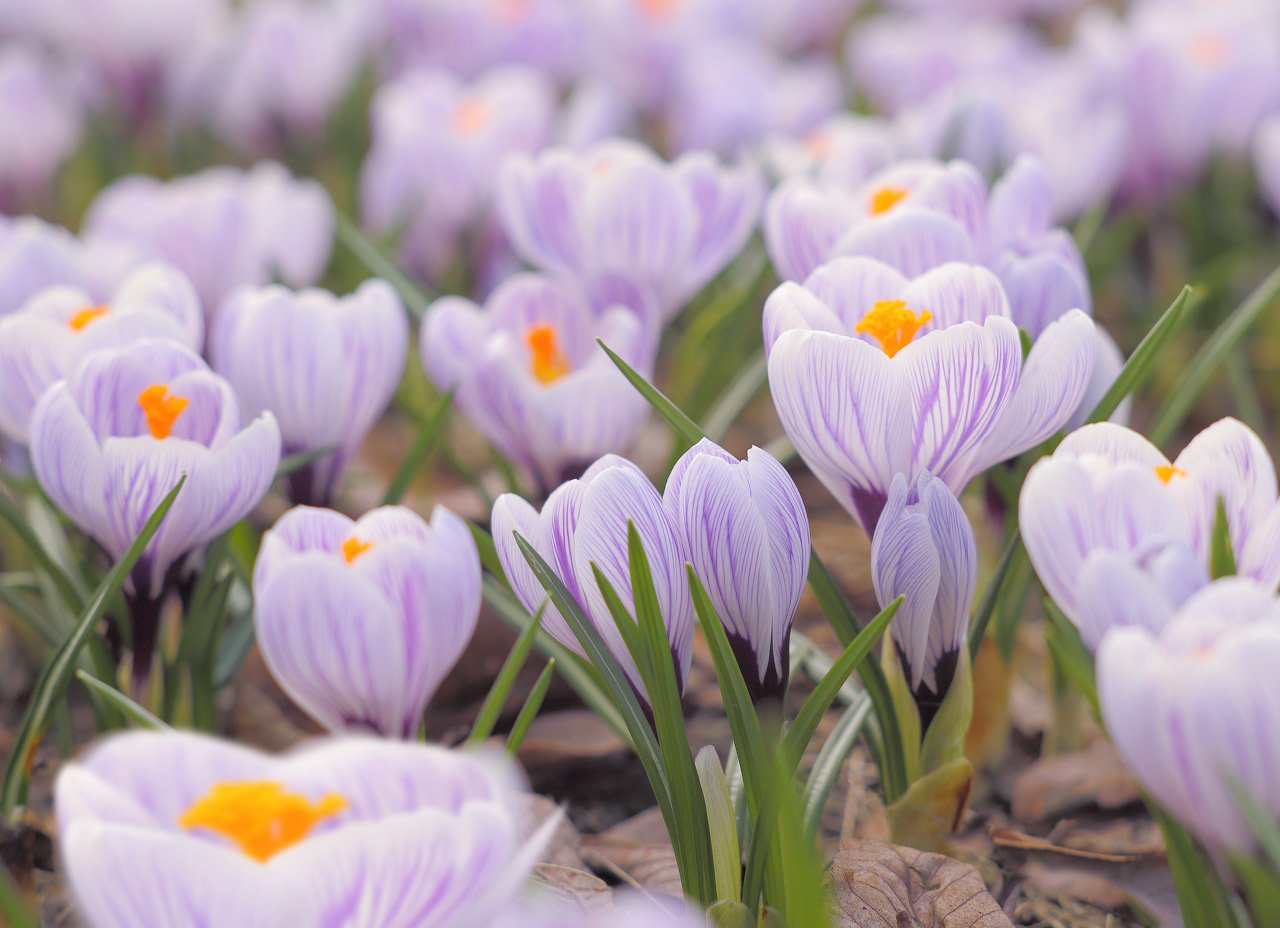 весна, цветы, крокусы, Виктор Климкин