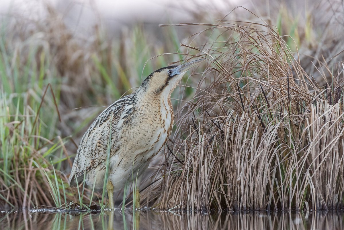 Eurasian bittern; great bittern; Botaurus stellaris; Birder's Corner; Birds, Dominik Chrzanowski