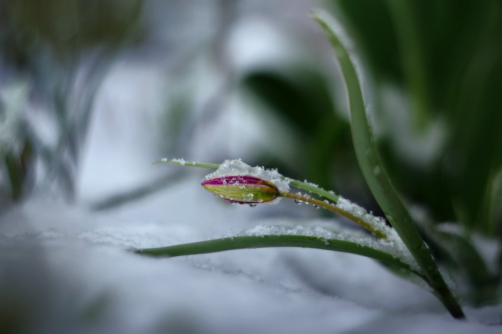 апрель,весна, снег, тюльпан, утро, Петриченко Валерий