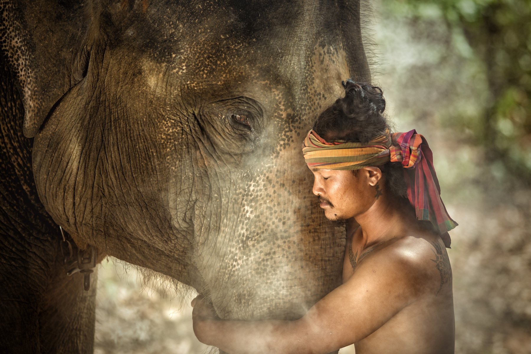elephant,man,person,animal,thai,india,portrait,, SUTIPORN SOMNAM