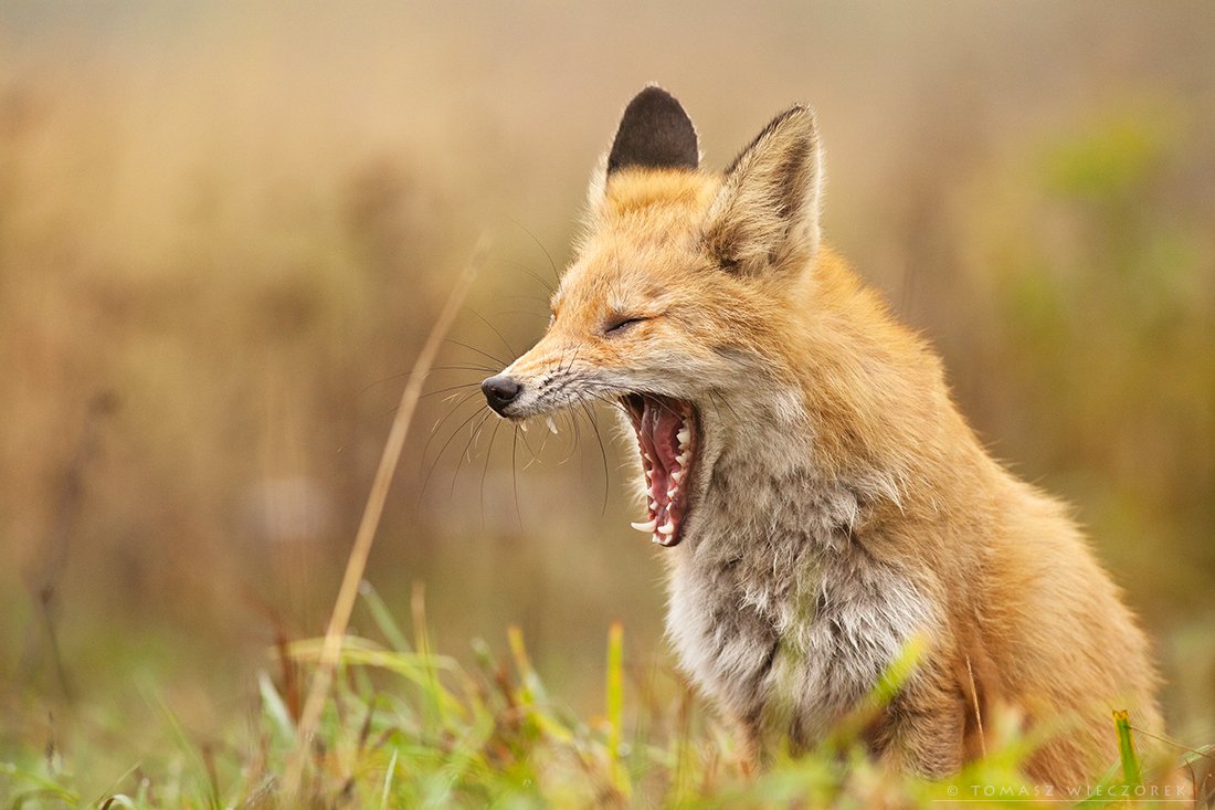 fox, wildness, hide, poland, lazy, red fox, fuchs, mammal,, Tomasz Wieczorek