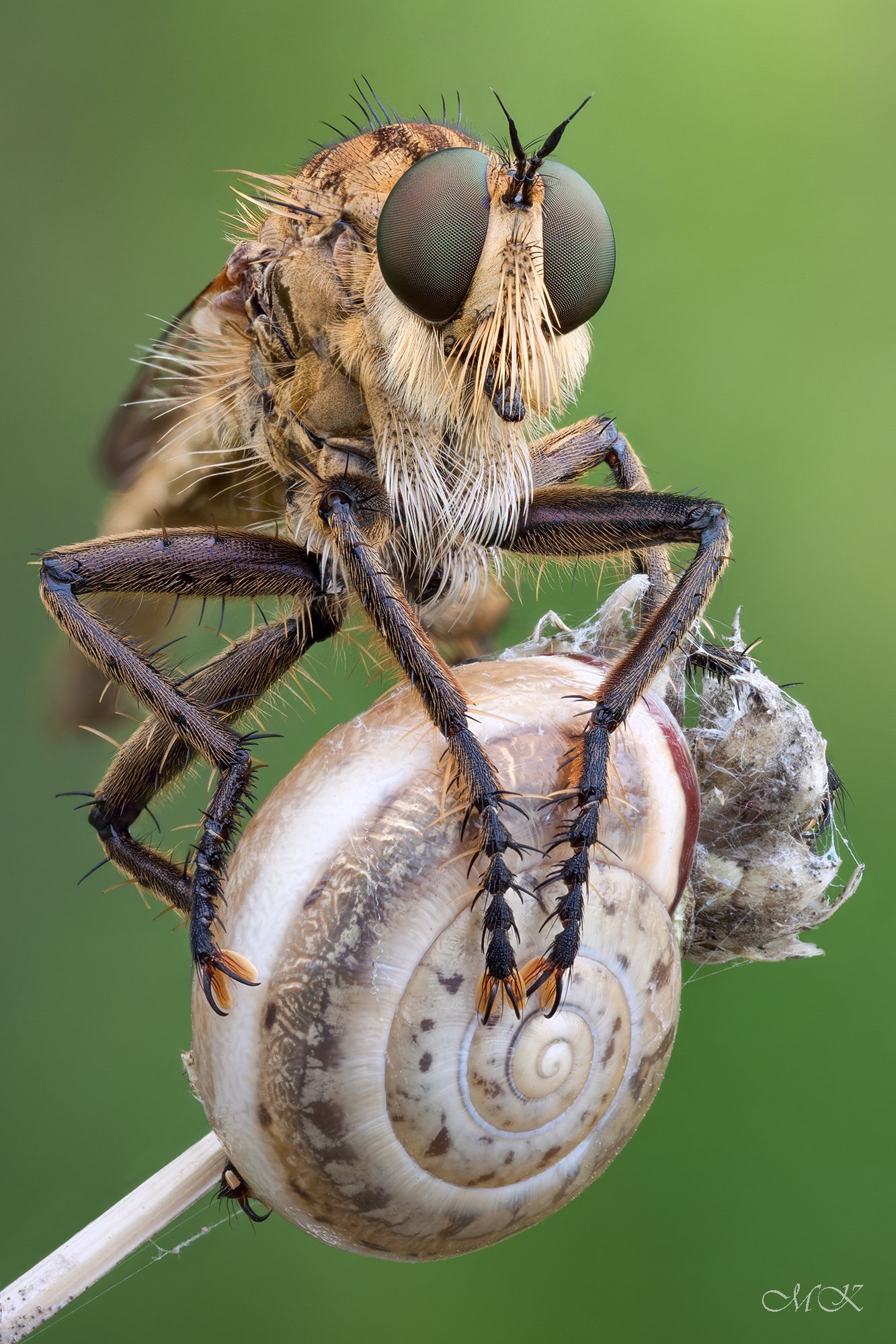 ктырь, robber fly, asilidae, Miron Karlinsky