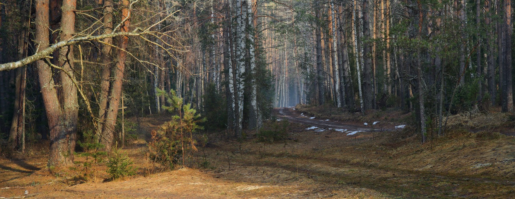Дорога в апрельском лесу Подмосковье