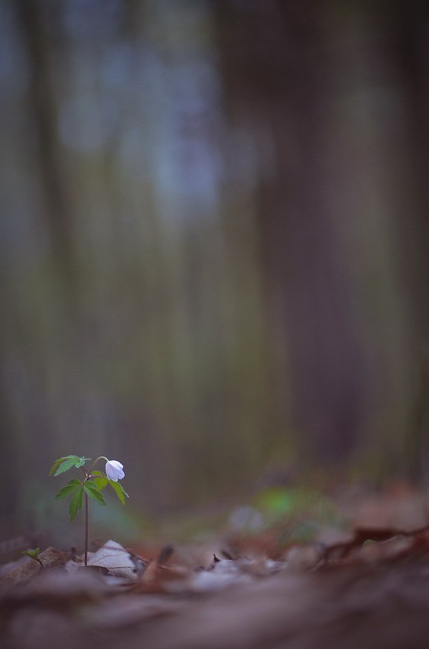 лес, весна, цветы, ветреница, Марина Мищенко