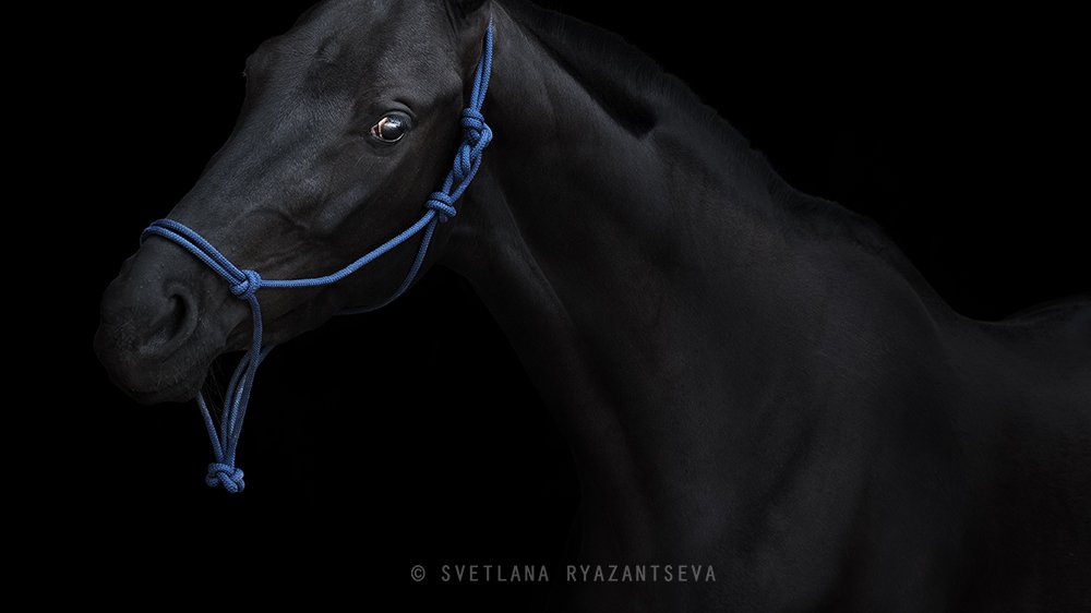 horse, black horse, black, dark, look, horses, horse head, portrait, портрет, лошадь, лошади, Svetlana Ryazantseva
