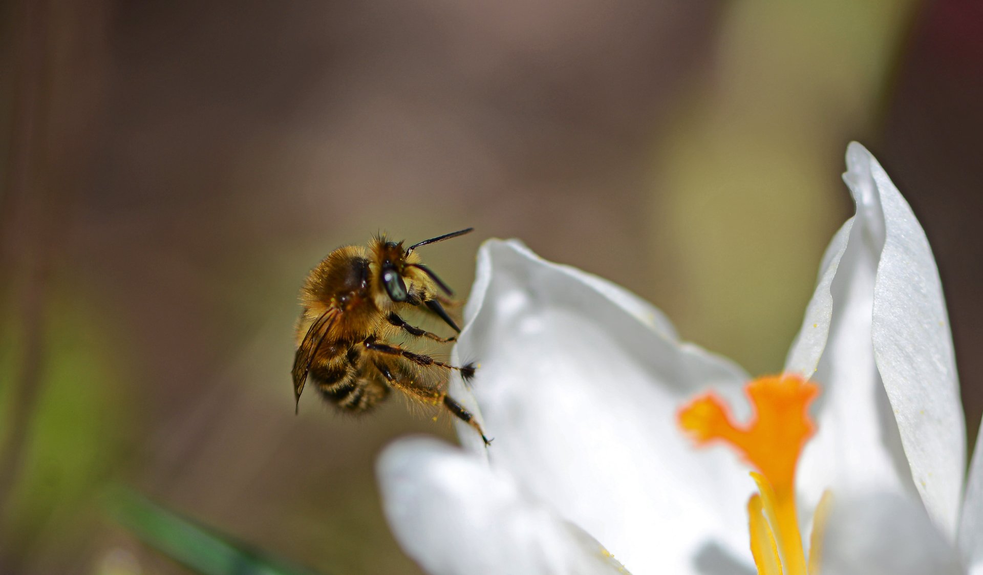 природа, макро, весна, цветы, крокус, насекомое, пчелка, Неля Рачкова