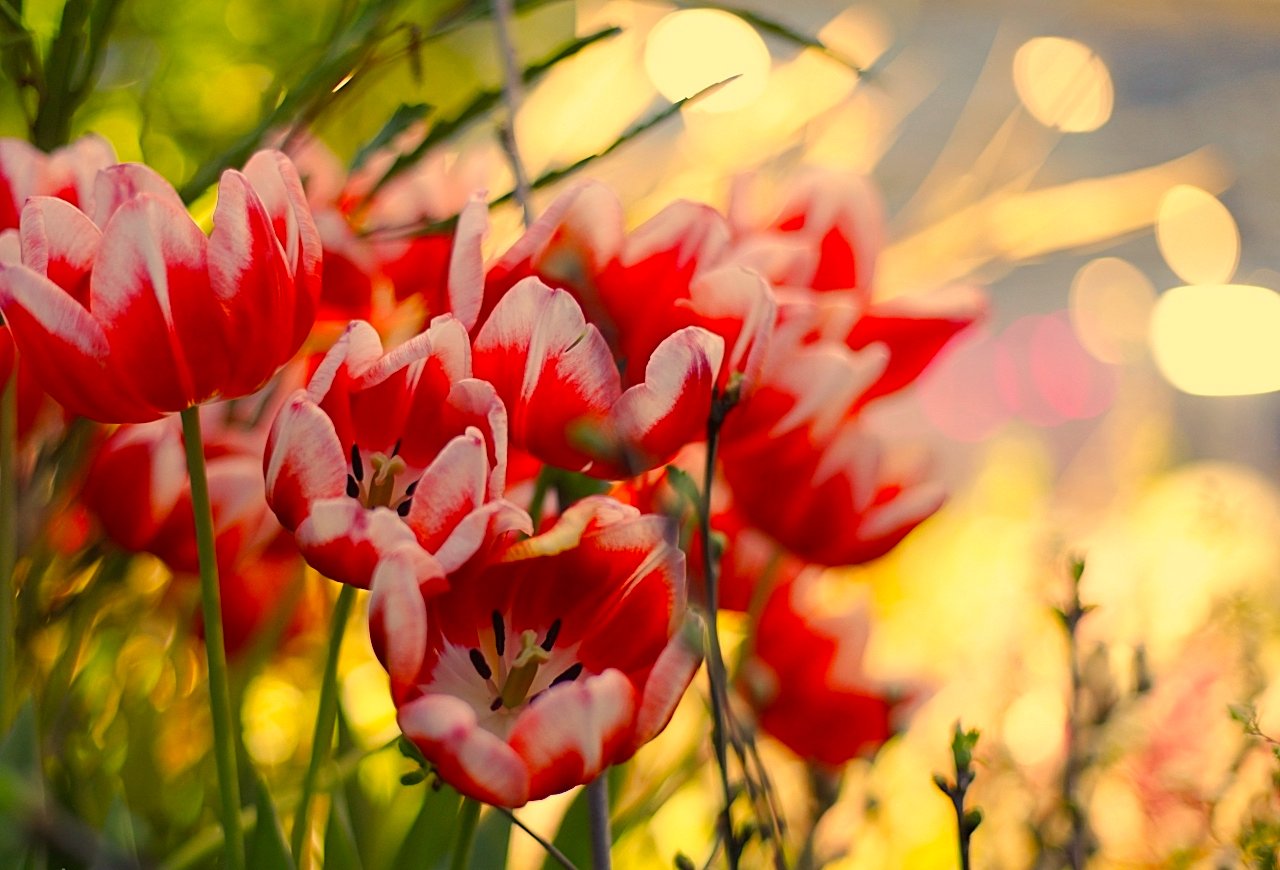 тюльпаны, tulips, Julia Kaissa