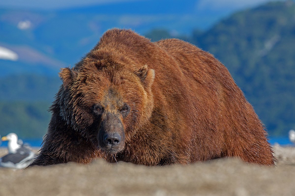 Камчатка, медведь, природа, животные, путешествие, , Денис Будьков