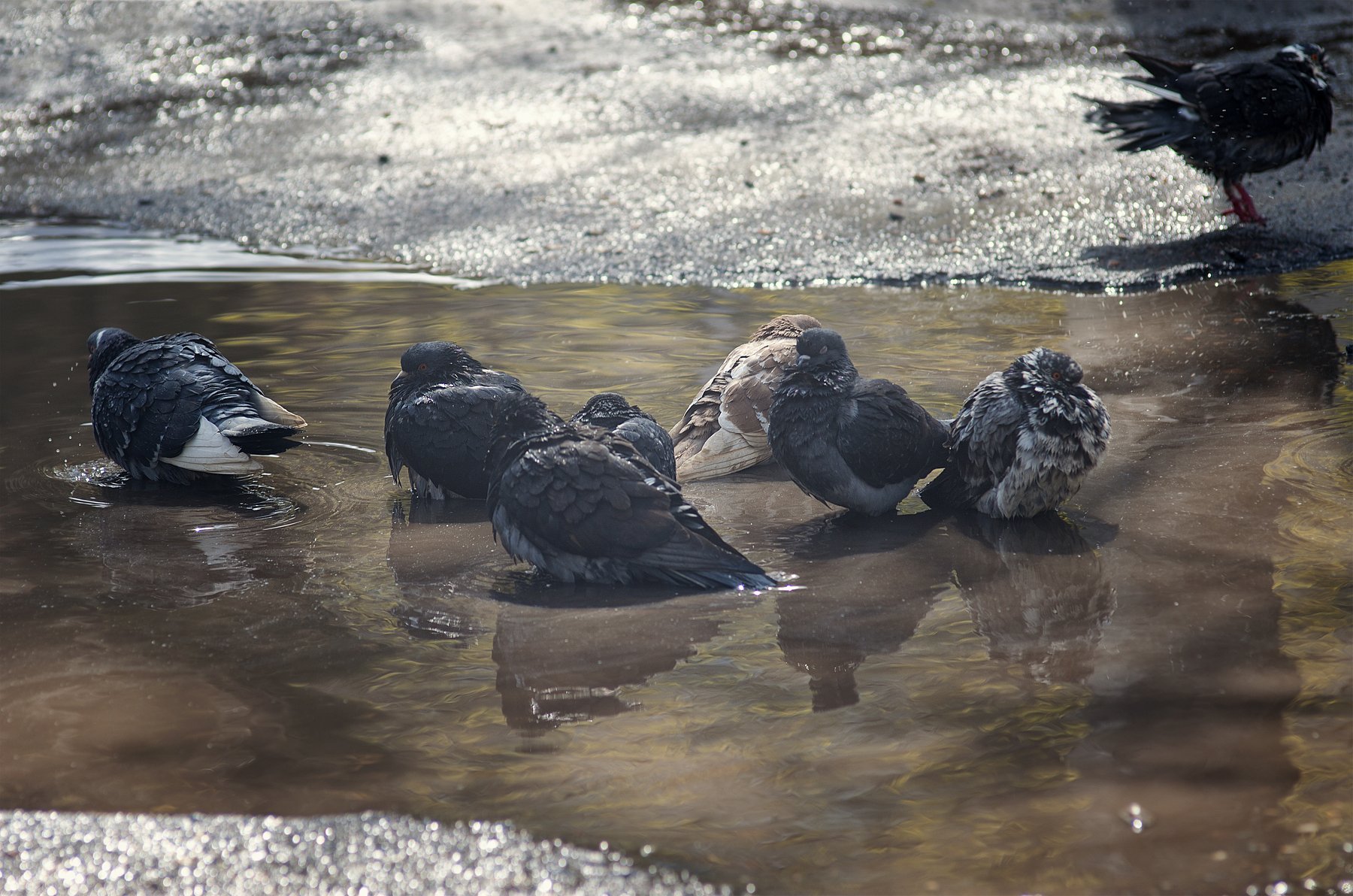 птицы,голуби,вода, Roma Krasov ( Chitinskiy )