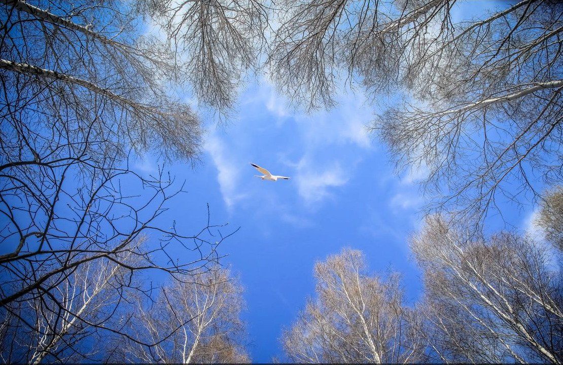 белая птица, березы, небо. весна, Александр Волобуев