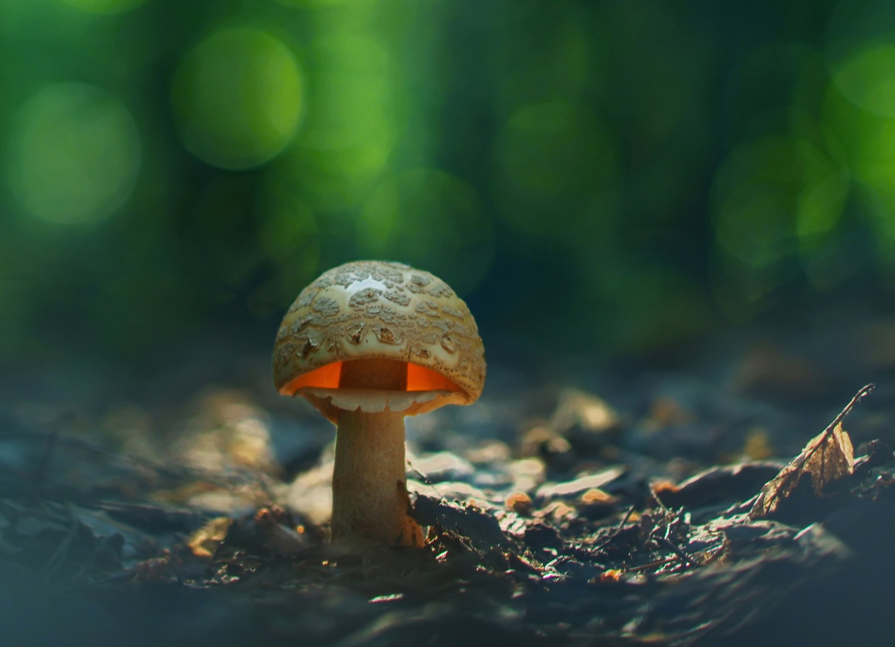 грибы, природа, Александр Гвоздь