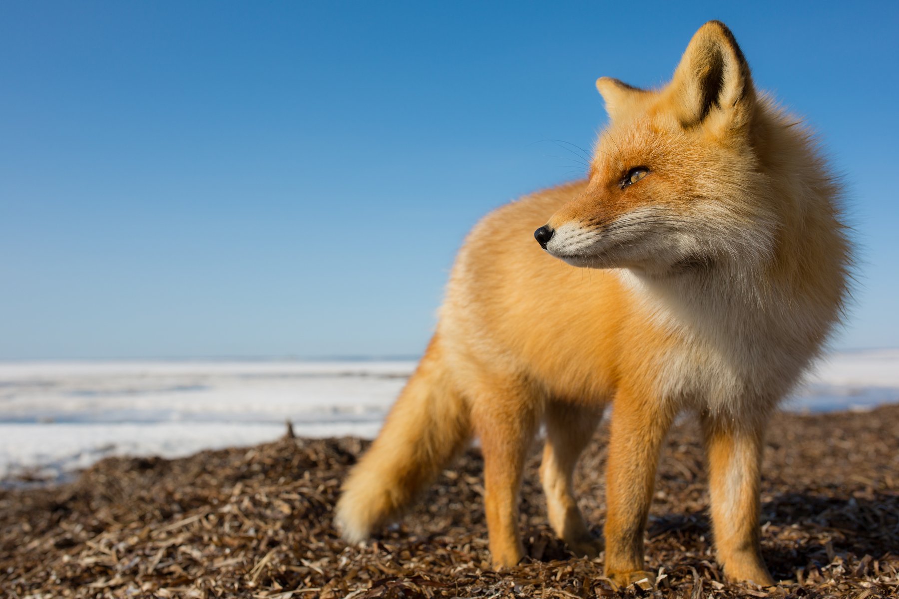 redfox, winter, wildlife, wild, fox, vulpesvulpes, portrait, animal, red_fox, nature, Takahiro Sato
