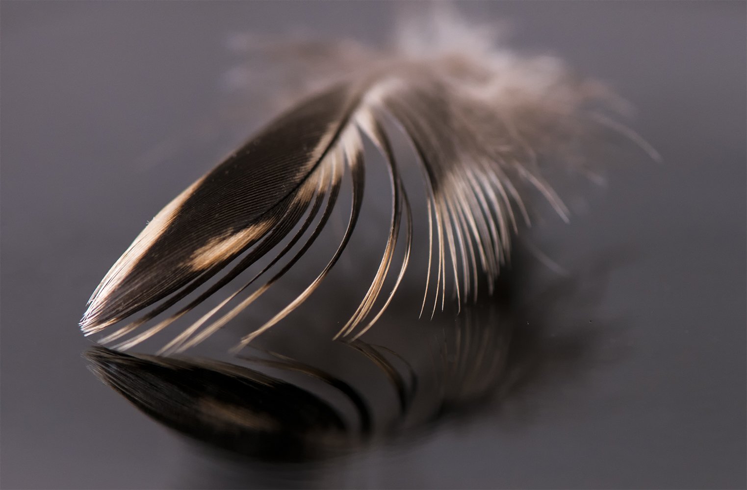 macro,black,brown,color,feather, Daiva Cirtautė