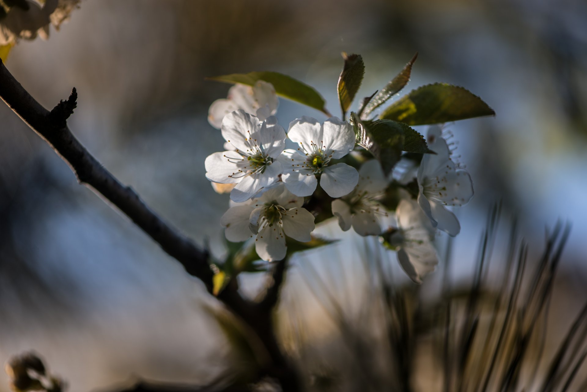 природа, макро, весна, цветы, вишня, Неля Рачкова